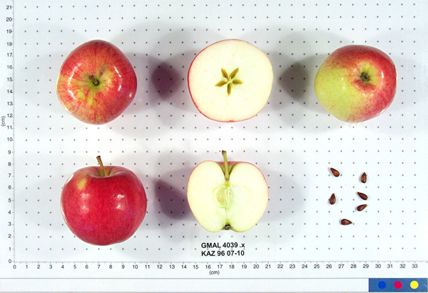 Malus Sieversii, wild crabapple from kazakhstan